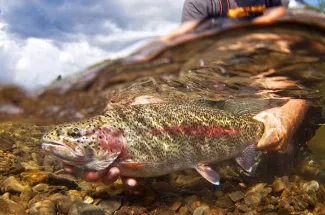 underwater shot rainbow trout guide montana fly fishing yellowstone