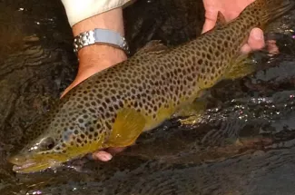released brown trout fly fishing montana catch and release yellowstone park