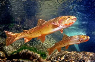 colorful cutthroat trout yellowstone national park fly fishing