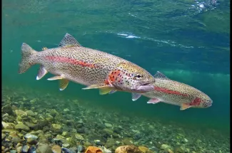 Montana Rainbow trout fly fishing yellowstone national park guided trips montana