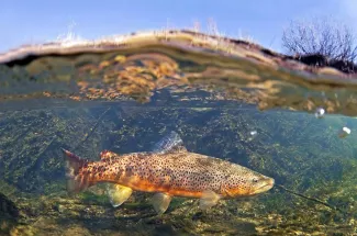 yellowstone national park fly fishing brown trout catch and release