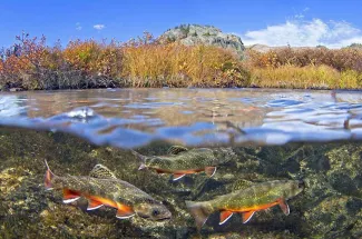 Montana Brook trout fly fishing adventure yellowstone national park