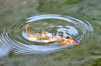 rising trout yellowstone national park fly fishing 