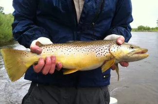 yellowstone national park brown trout fly fishing guide