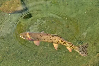 rising cutthroat montana trout fly fishing yellowstone national park