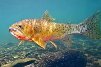 guided fly fishing yellowstone national park cutthroat trout montana