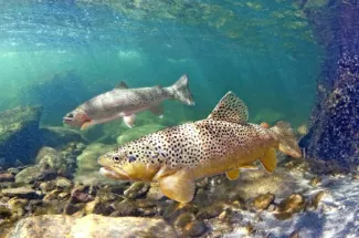 underwater rainbow trout yellowstone national park guided fly fishing