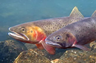 two cutthroat trout yellowstone national park montana fly fishing