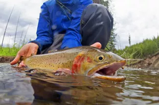 releasing cutthroat trout fly fishing Montana yellowstone national park