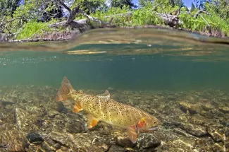 summer time cutthroat trout yellowstone national park fly fishing guided adventure trip