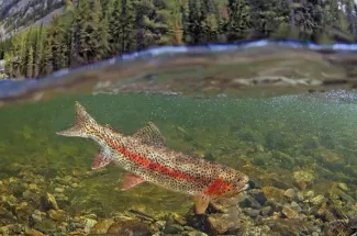 red stripe rainbow trout yellowstone national park montana fly fishing