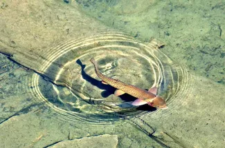 montana rising trout cutthroat fly fishing yellowstone national park