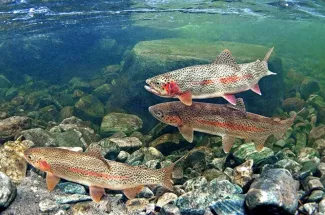 schooled up rainbow trout montana yellowstone national park fly fishing guided trips