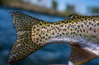spotted rainbow trout yellowstone national park fly fishing montana