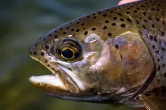 upclose rainbow trout montana fly fishing guided adventure trip yellowstone national park