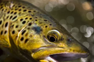 upclose shot of montana brown trout fly fishing yellowstone national park montana