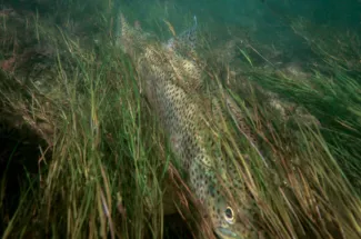 rainbow trout fly fishing montana guided trip yellowstone national park