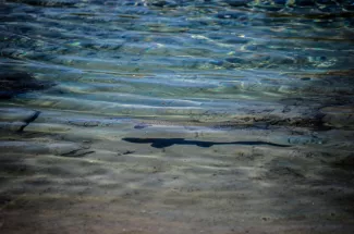 adventure fly fishing montana trout yellowstone national park guided trips