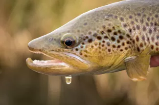 yellowstone national park guided trip fly fishing montana brown trout