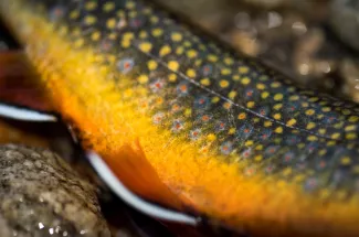 colorful brook trout yellowstone river national park fly fishing montana guided trip