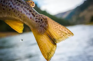 brown trout tail yellowstone national park river montana guided trip adventure