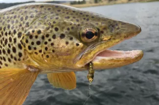 adventure guided fly fishing trip montana yellowstone national park