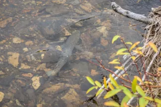 fly fishing guided montana trip yellowstone national park river trout