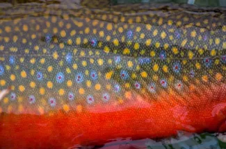 brook trout yellowstone national park river fly fishing montana guided trip