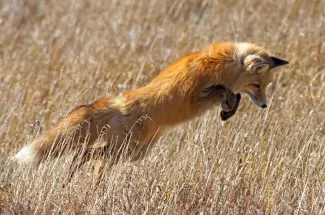 fox montana fly fishing yellowstone national park
