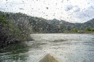 montana hatch fly fishing rivers mountains yellowstone national park