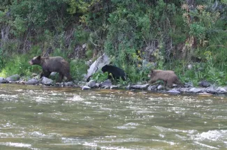 black bear fly fishing montana adventure yellowstone national park