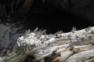 fly fishing montana guided trip hatch yellowstone national park