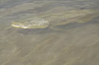 release fly fishing brown trout guided trip montana