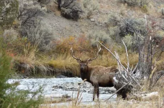 elk montana river fly fishing