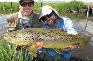 montana fly fishing brown trout river guided trip