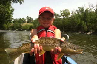 brown trout montana adventure fly fishing guided trip