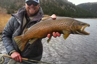 montana angler guided trip fly fishing brown trout