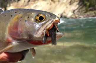 dry fly rainbow trout montana guided fly fishing