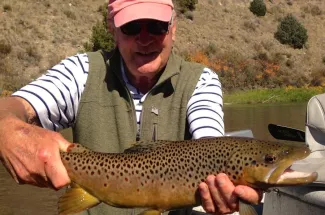 river brown trout montana fly fishing guided trip