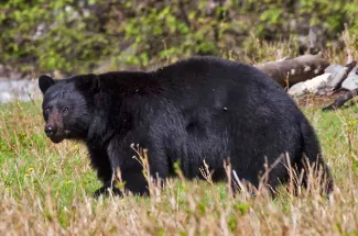 black bear yellowstone national park fly fishing montana