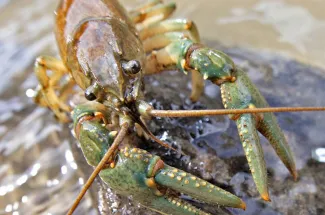 crawfish river montana brown trout fly fishing guided trip