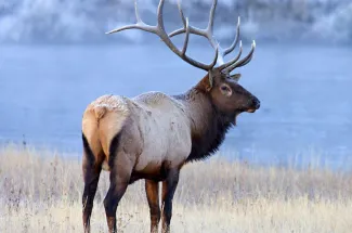 elk montana bull fly fishing