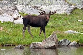 moose velvet montana fly fishing`