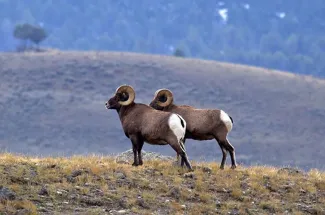 bighorn sheep rams montana guided trip fly fishing