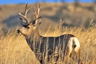 buck mule deer montana fly fishing mountains guided trip