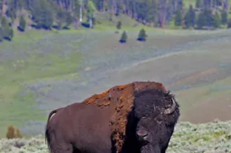 yellowstone national park fly fishing bison