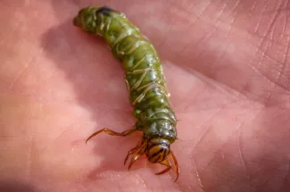 trout food fly fishing montana