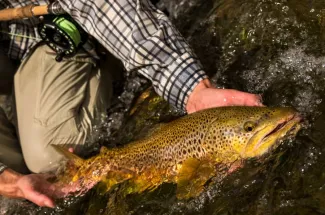 river fishing montana guided trip float brown trout
