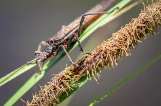 salmon fly hatch montana fly fishing adventure float trip