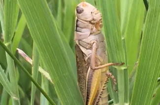 grasshopper montana guided trip fly fishing